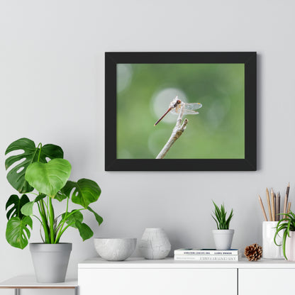 Dramatic Dragonfly Framed Matte Print