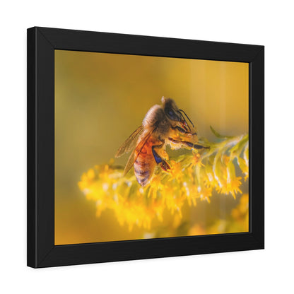 Golden Honey Bee Framed Print | Nature Photography