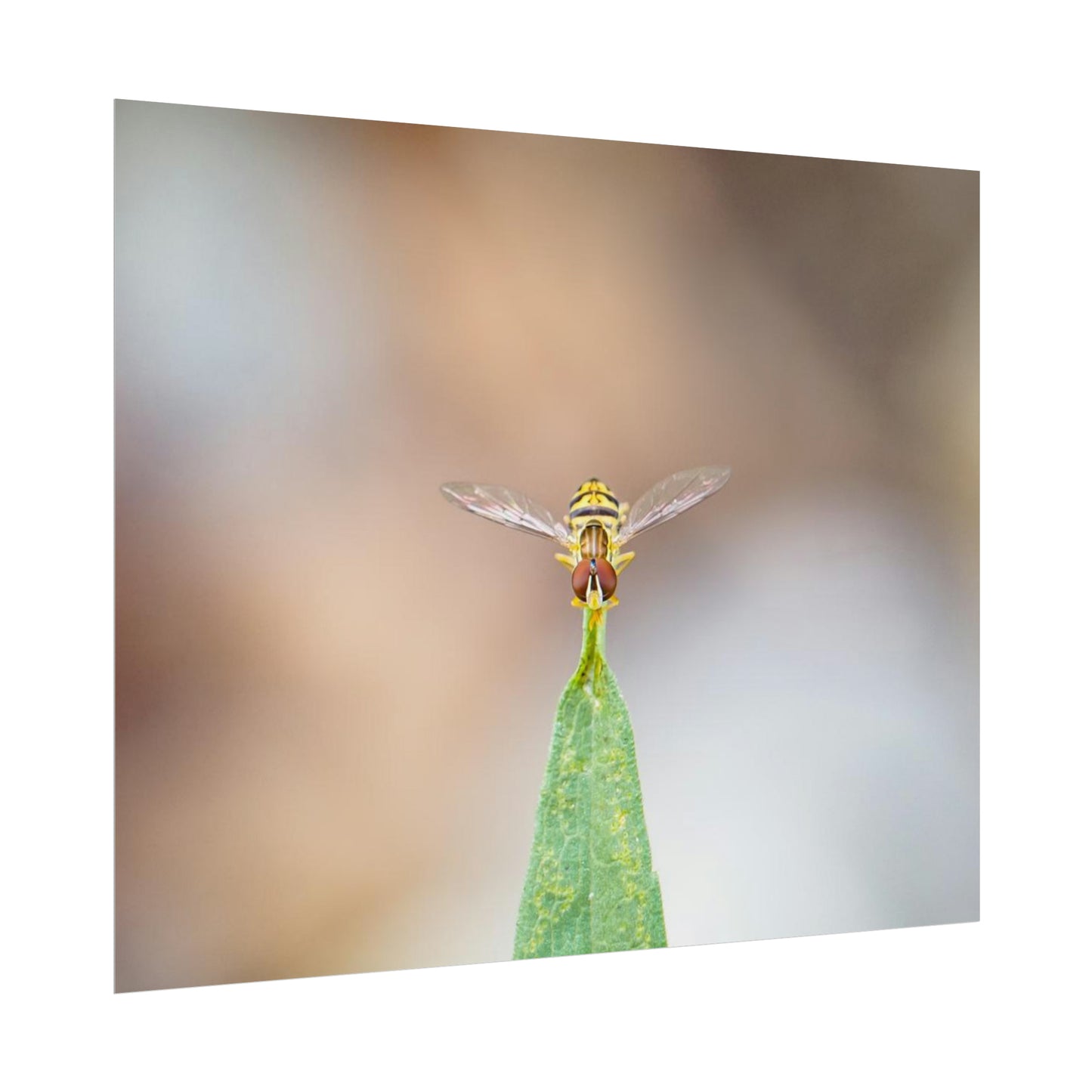 Flower Fly Poses in Macro Fine Art Print