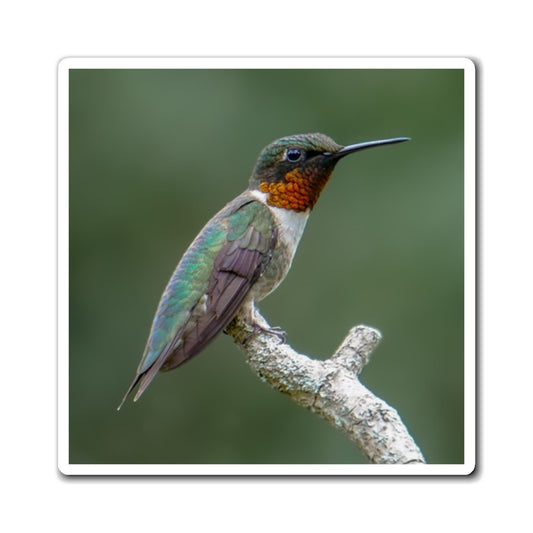 Ruby-Throated Hummingbird Magnet