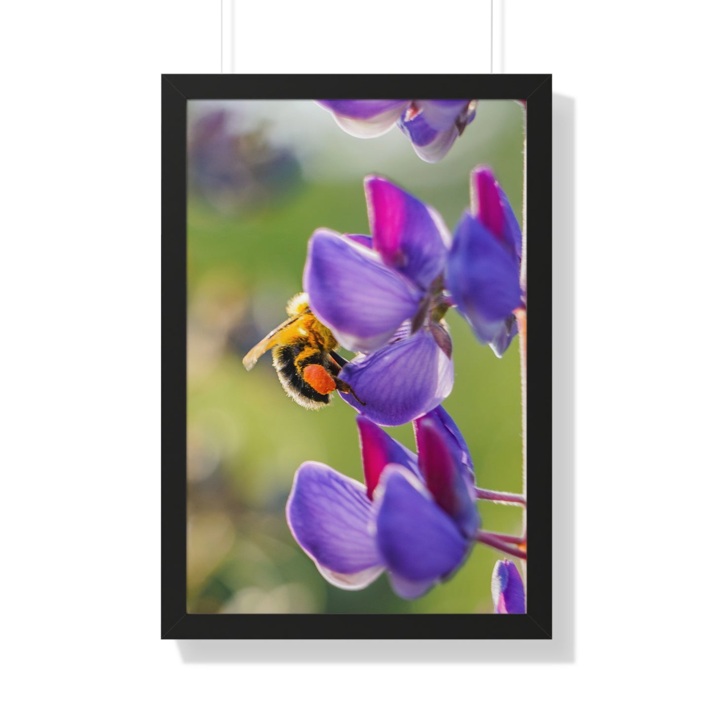 Bumble Bee Pollinates Lupine Flowers Framed Matte Print