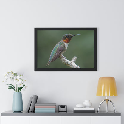 Ruby-Throated Hummingbird Framed Matte Print