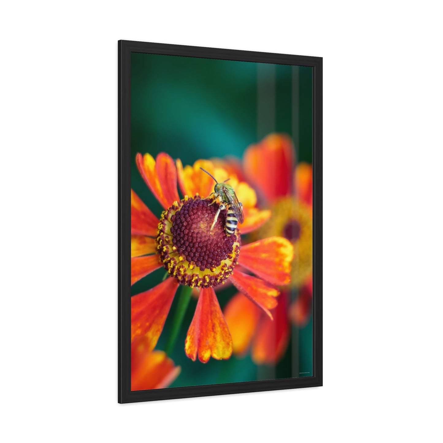 Fashionable Sweat Bee Framed Fine Art Photograph