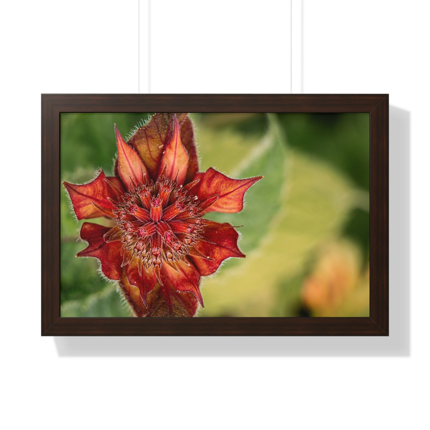 Fancy Red Bee Balm Flower Macro Framed Matte Print