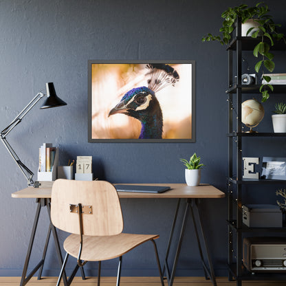 Peculiar Peacock Framed Print | Nature Photography