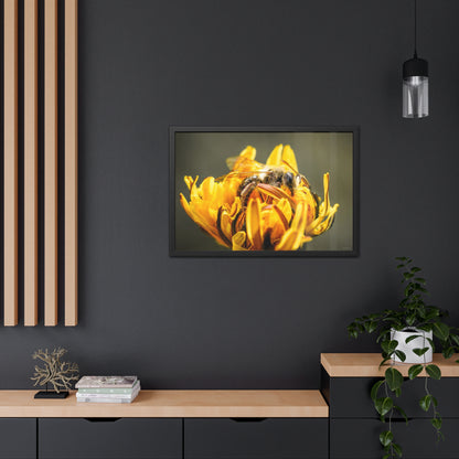 Macro Bee Pollinating Dandelion Framed Fine Art Photograph