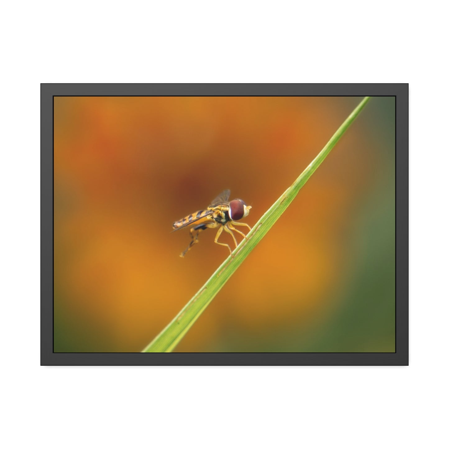 Flower Fly Super Macro Framed Print | Nature Photography