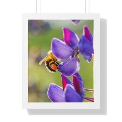 Bumble Bee Pollinates Lupine Flowers Framed Matte Print