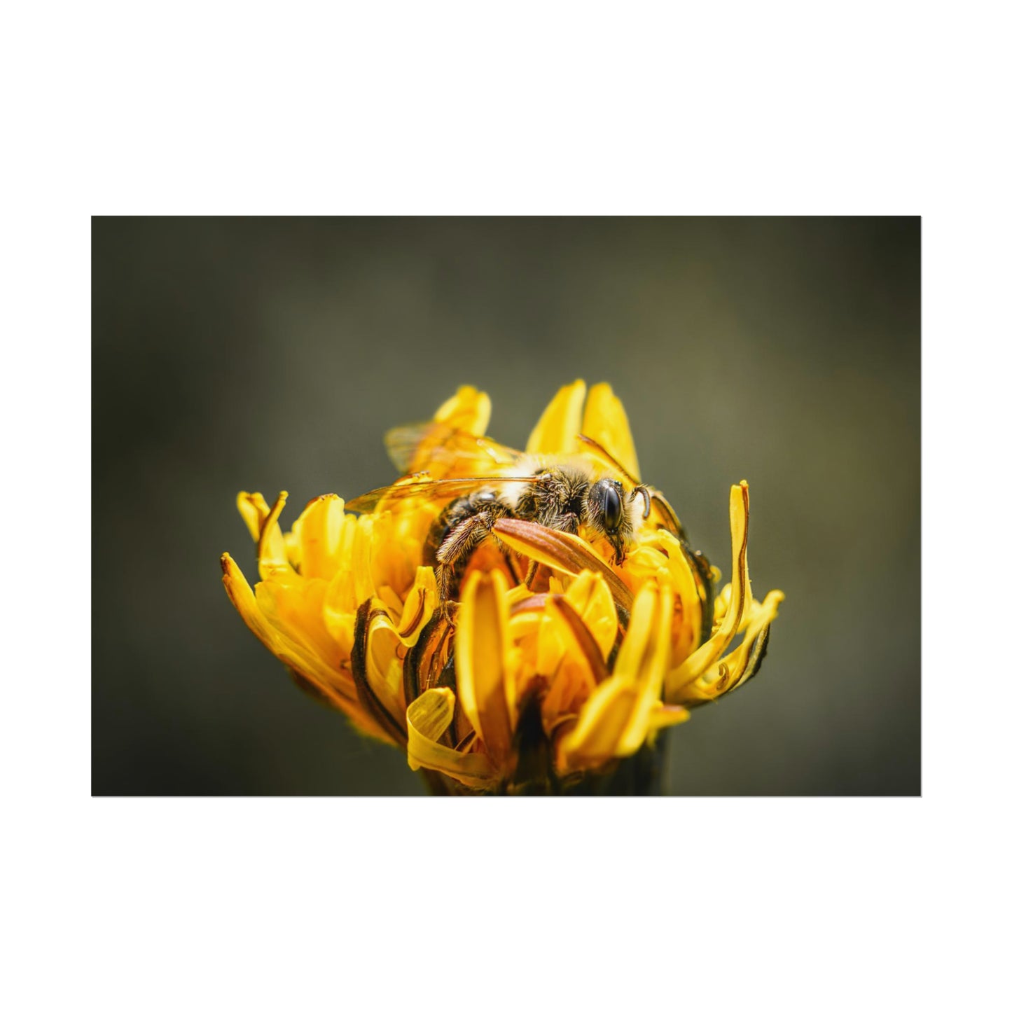 Macro Bee Pollinating Dandelion Fine Art Print