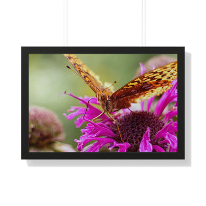 Fritillary Butterfly in Macro Framed Matte Print