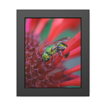 Beautiful Green Bee Framed Print | Nature Photography