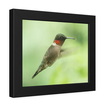Hummingbird In-Flight Framed Print | Nature Photography