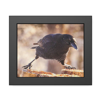 Crow Doing The Splits Framed Print | Nature Photography