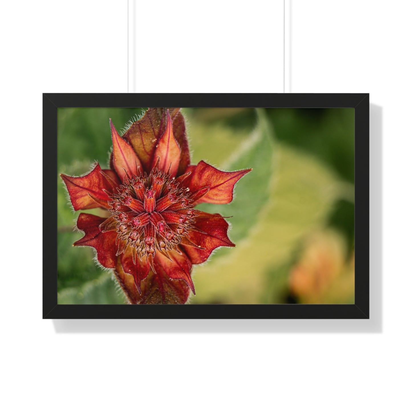 Fancy Red Bee Balm Flower Macro Framed Matte Print