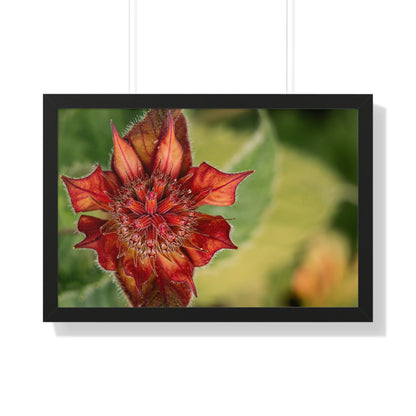 Fancy Red Bee Balm Flower Macro Framed Matte Print