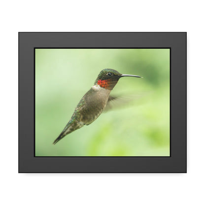 Hummingbird In-Flight Framed Print | Nature Photography