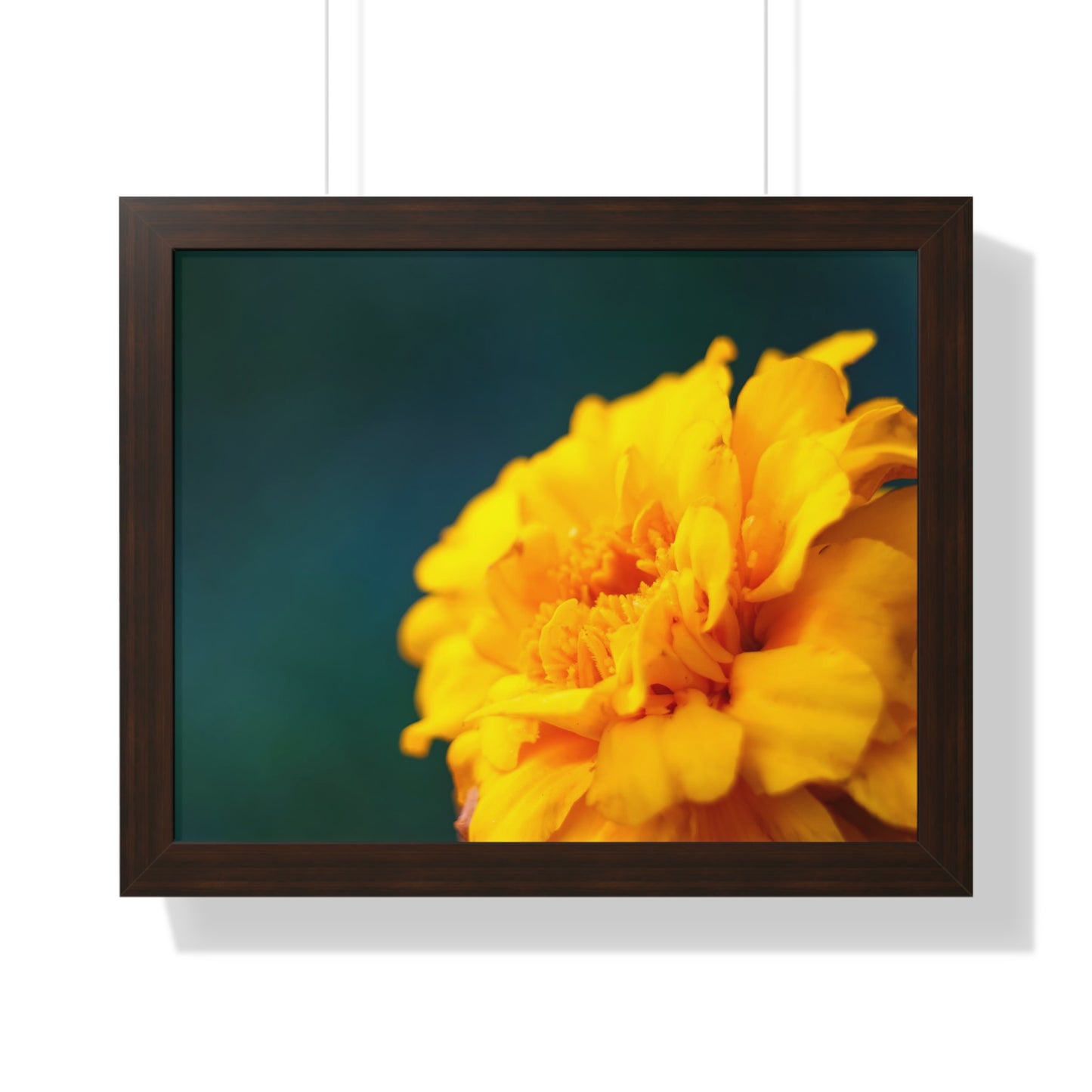 Macro Marigold Flower Framed Matte Print