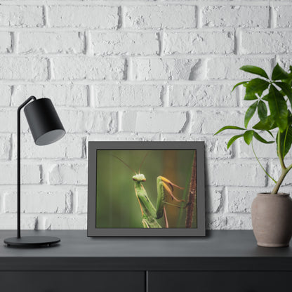 Majestic Mantis Framed Print | Nature Photography