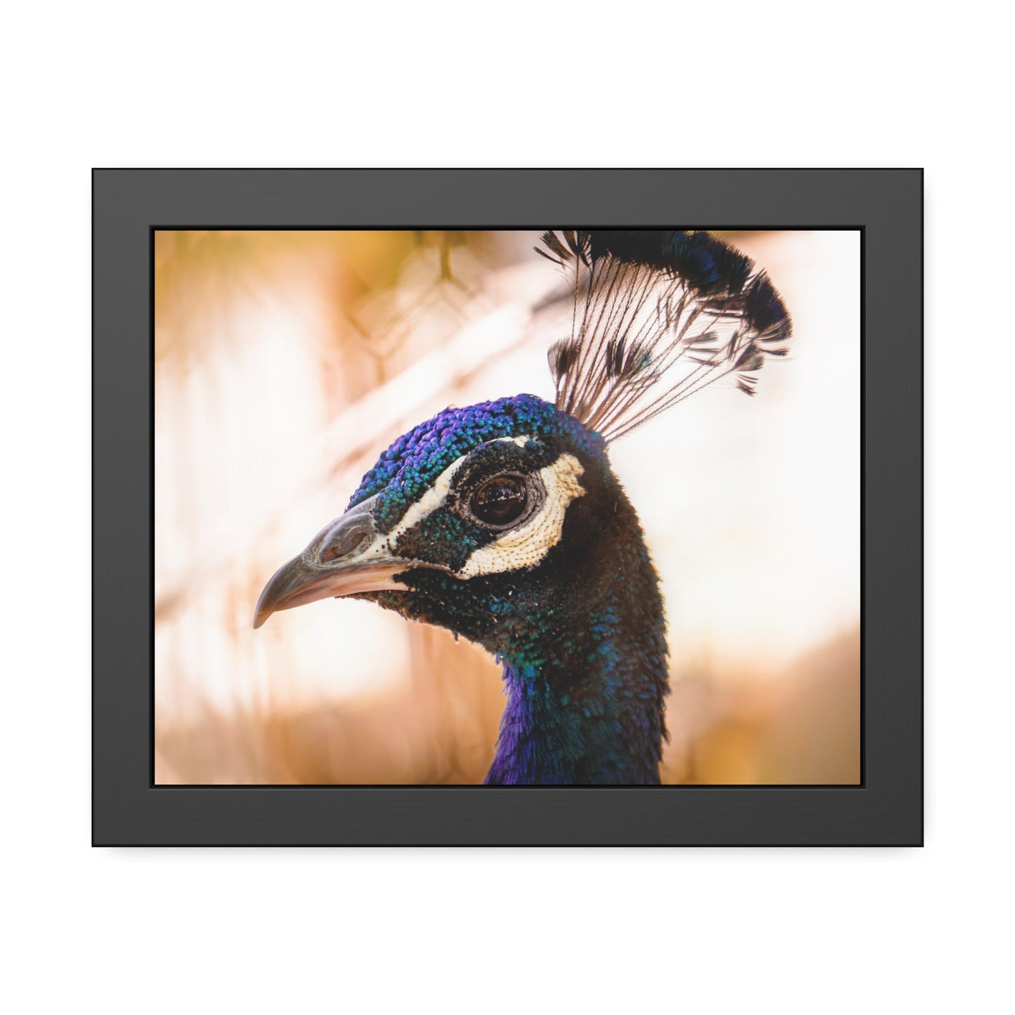 Peculiar Peacock Framed Print | Nature Photography