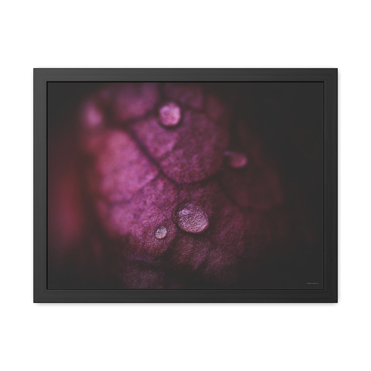 Macro Droplet on Red Leaf Framed Fine Art Photograph