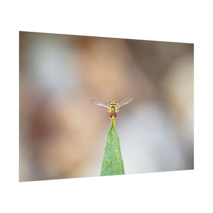 Flower Fly Poses in Macro Fine Art Print