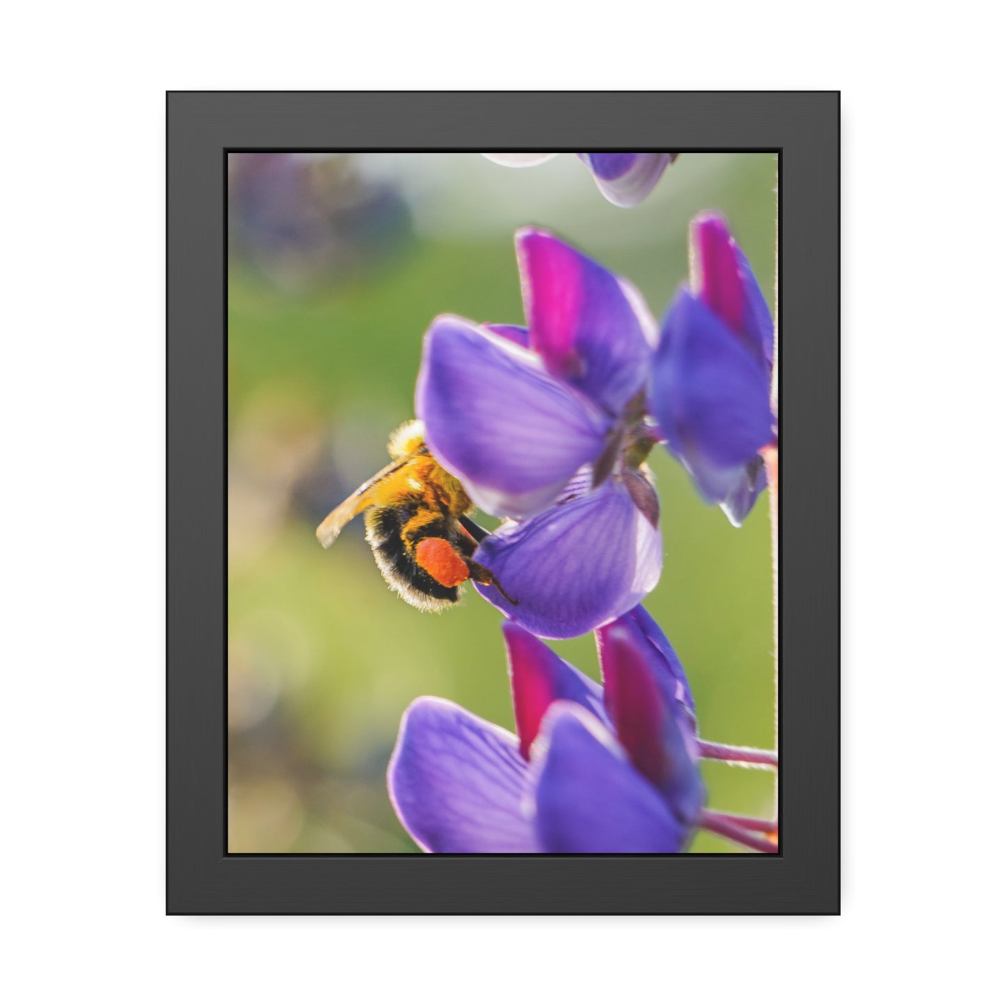 Bumble Bee Pollinates Lupine Flowers Framed Print | Nature Photography