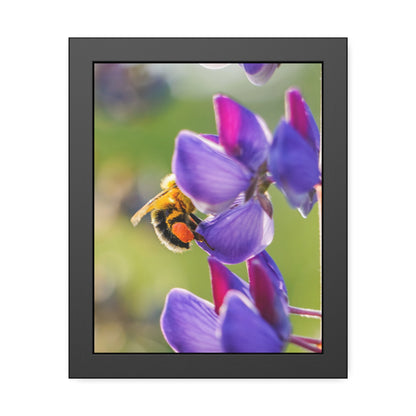 Bumble Bee Pollinates Lupine Flowers Framed Print | Nature Photography