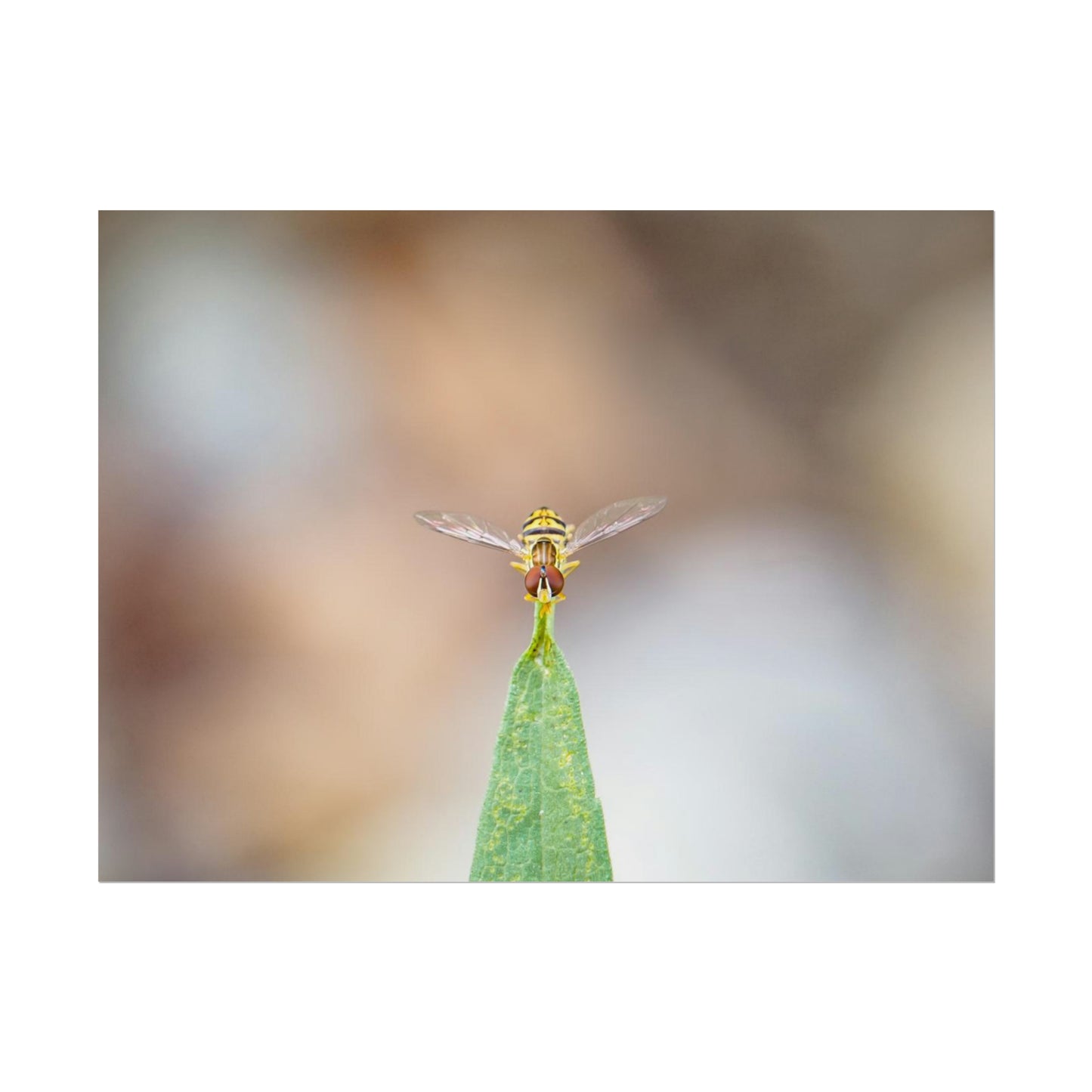 Flower Fly Poses in Macro Fine Art Print