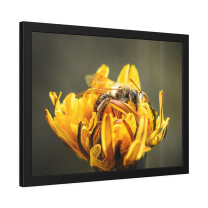 Macro Bee Pollinating Dandelion Framed Print | Nature Photography