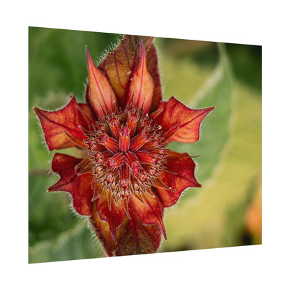 Fancy Red Bee Balm Flower Macro Fine Art Print