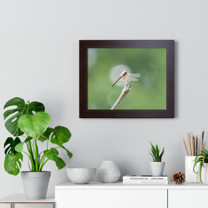 Dramatic Dragonfly Framed Matte Print