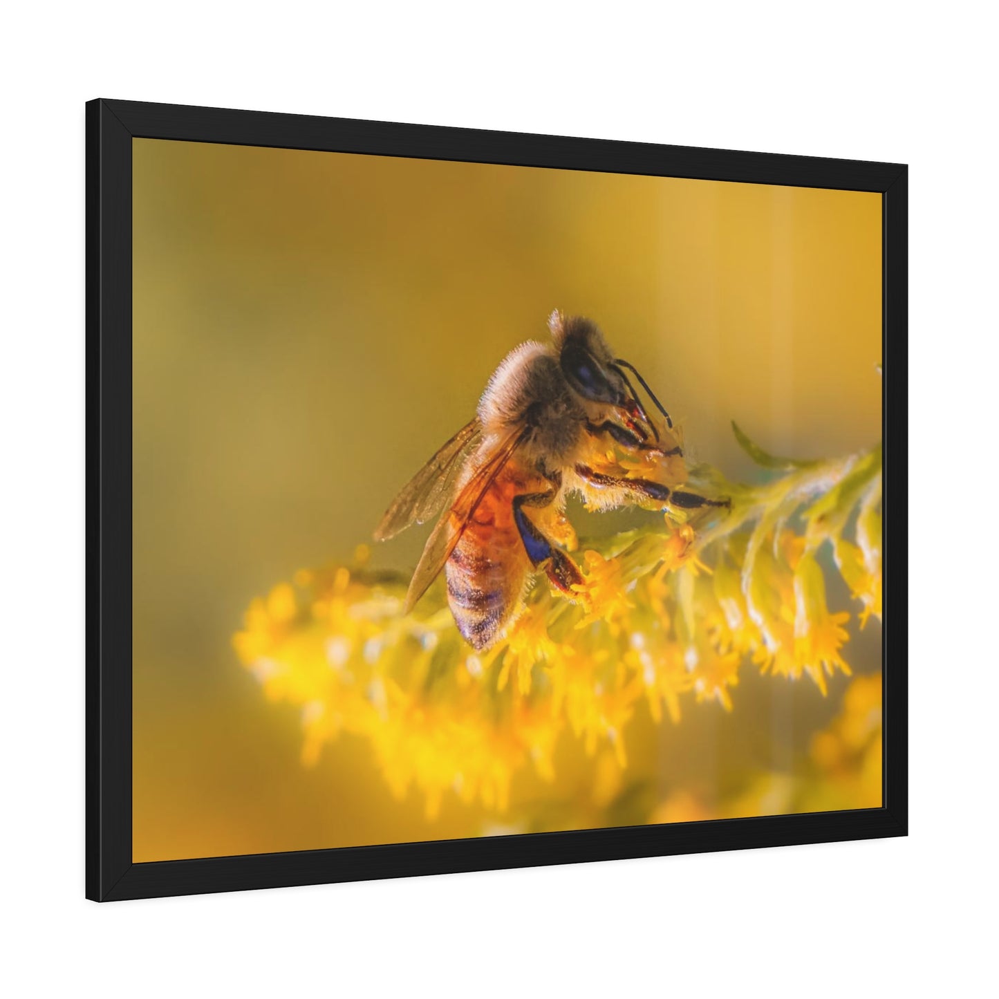 Golden Honey Bee Framed Print | Nature Photography