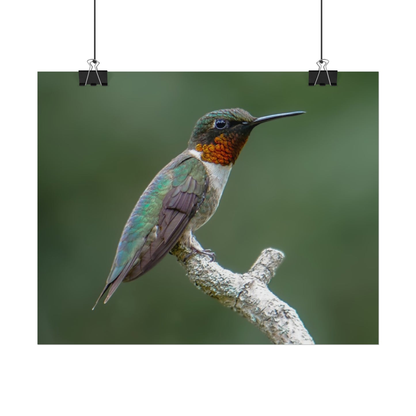 Ruby-Throated Hummingbird Fine Art Print