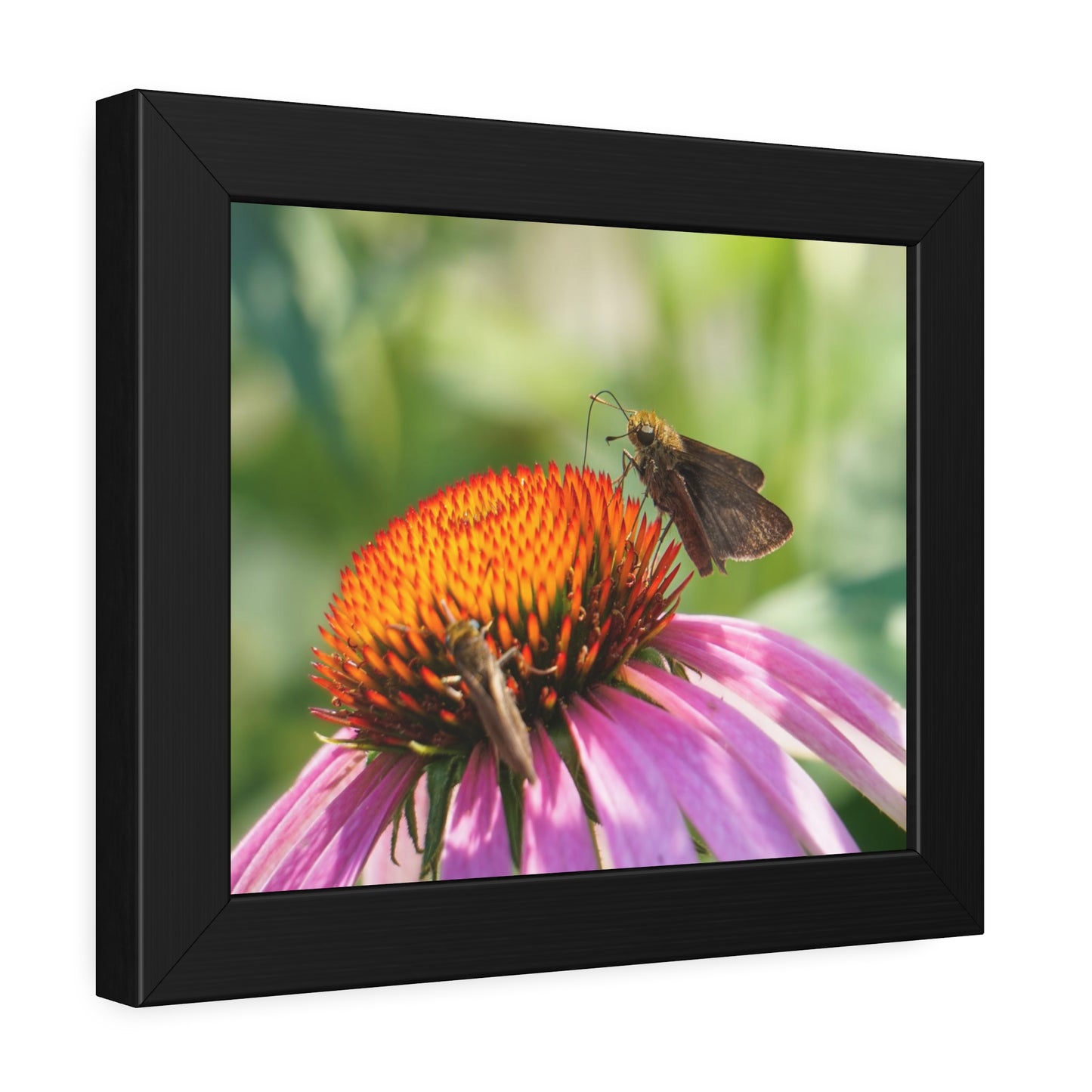 Little Glassywing Butterfly Framed Print | Nature Photography