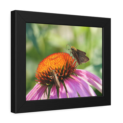 Little Glassywing Butterfly Framed Print | Nature Photography