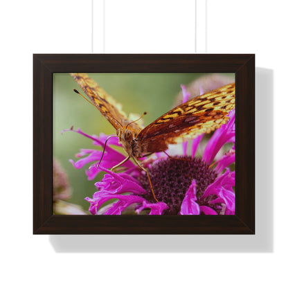 Fritillary Butterfly in Macro Framed Matte Print