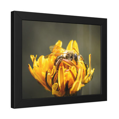 Macro Bee Pollinating Dandelion Framed Print | Nature Photography
