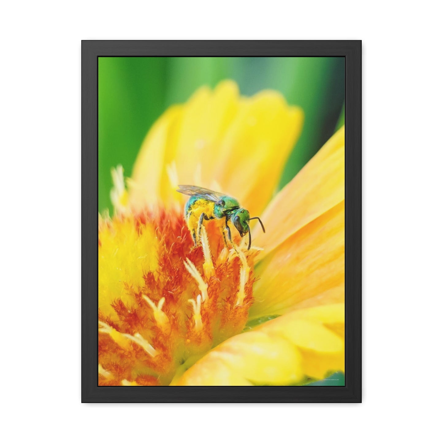 Metallic Green Bee Framed Fine Art Photograph