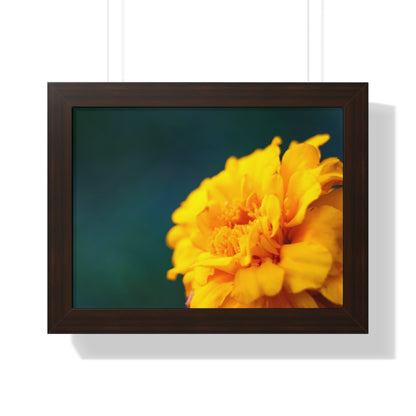 Macro Marigold Flower Framed Matte Print