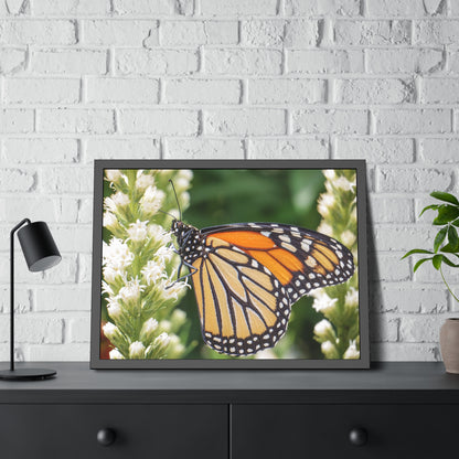 Monarch Butterfly in Garden Framed Print | Nature Photography