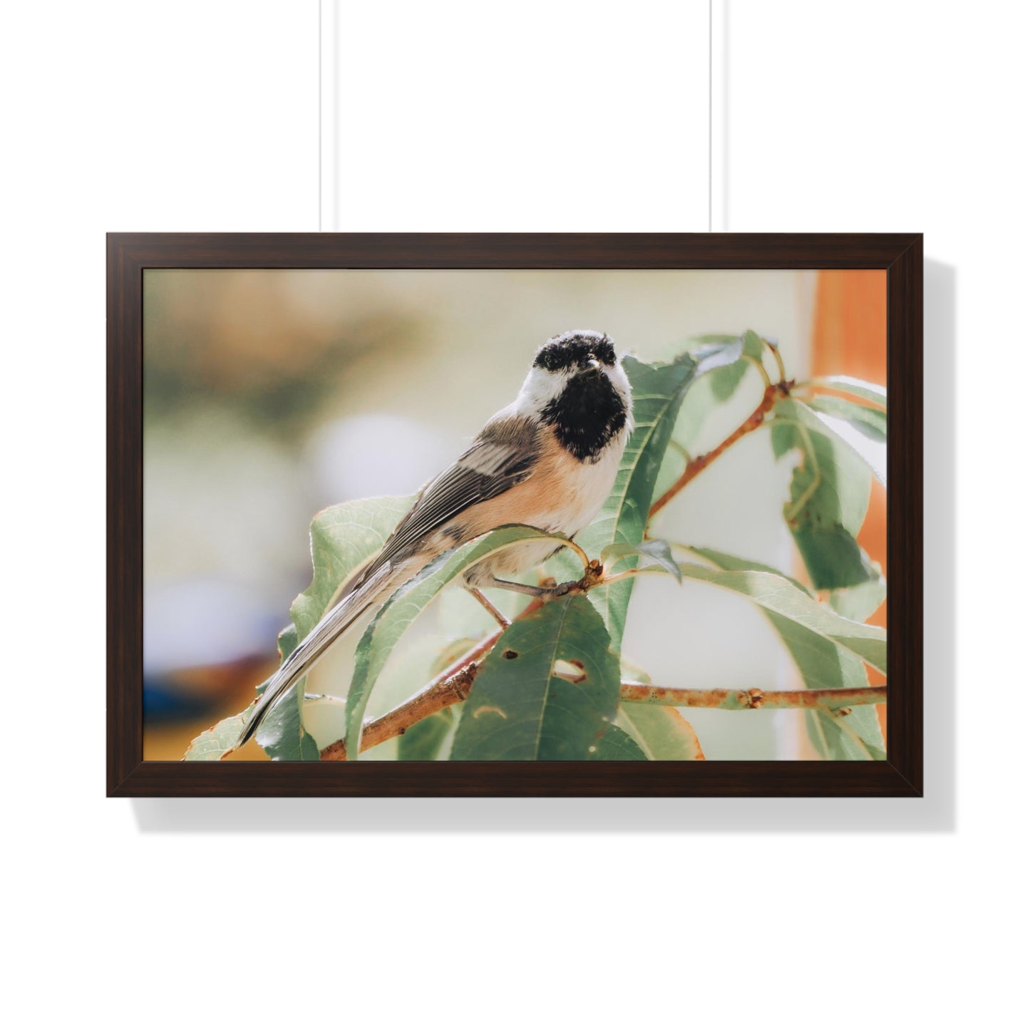 Black-Capped Chickadee Framed Matte Print