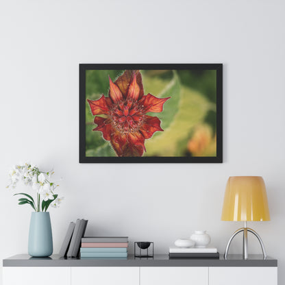 Fancy Red Bee Balm Flower Macro Framed Matte Print