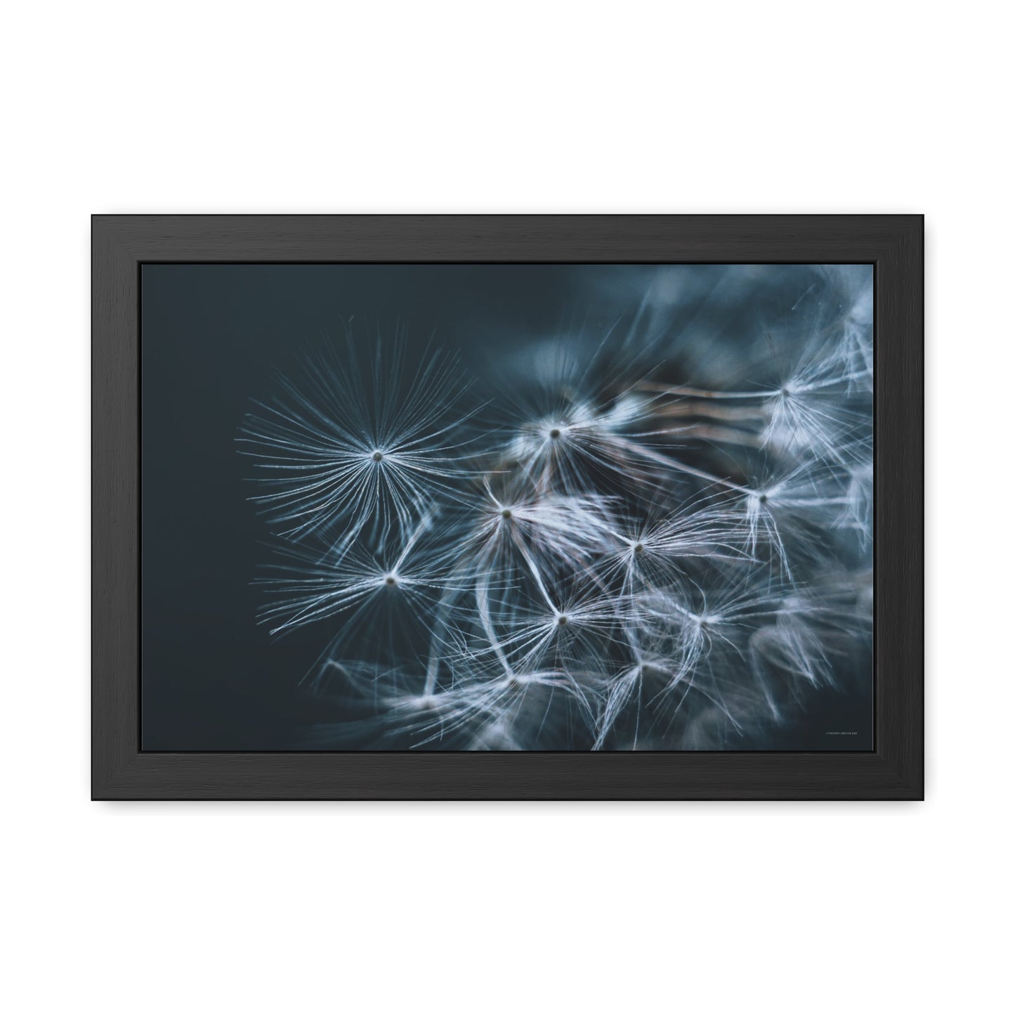 Macro Moody Dandelion Framed Fine Art Photograph