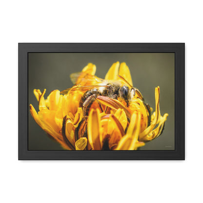 Macro Bee Pollinating Dandelion Framed Fine Art Photograph