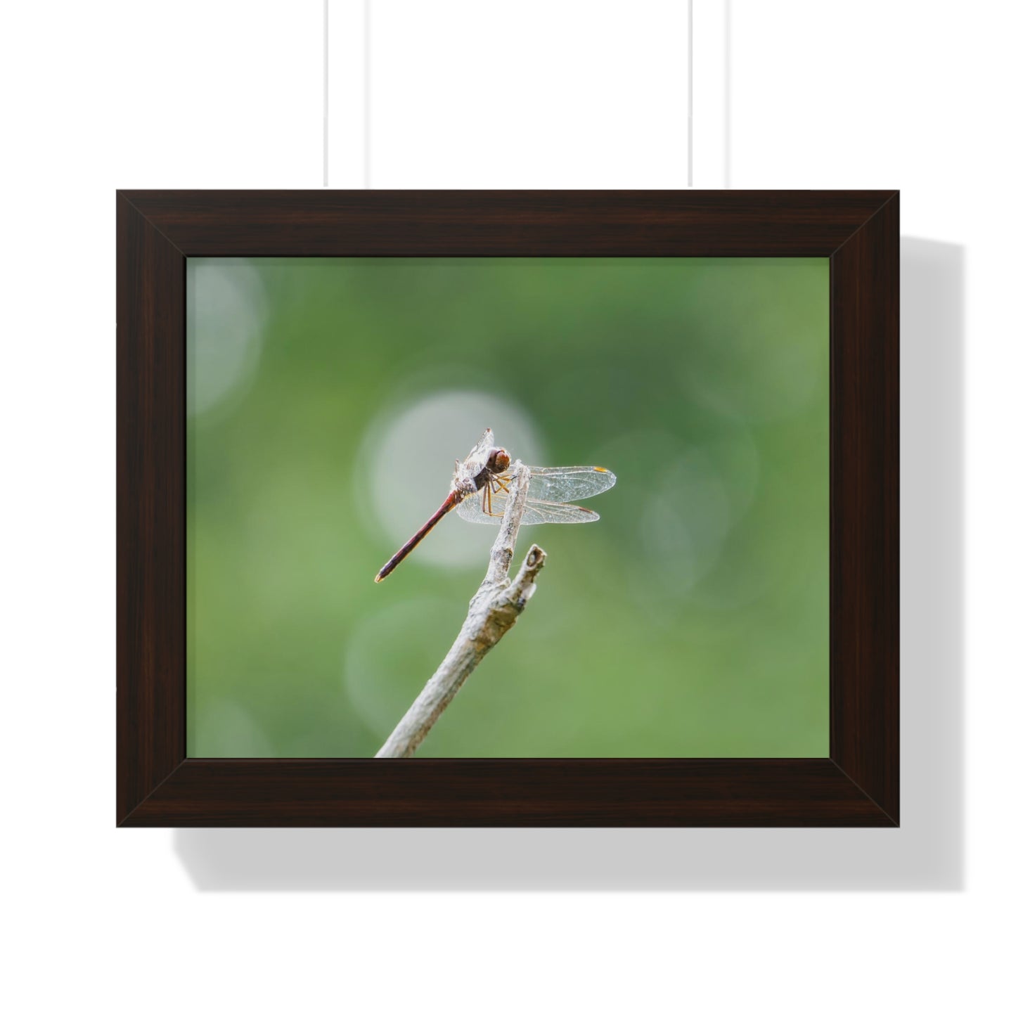 Dramatic Dragonfly Framed Matte Print