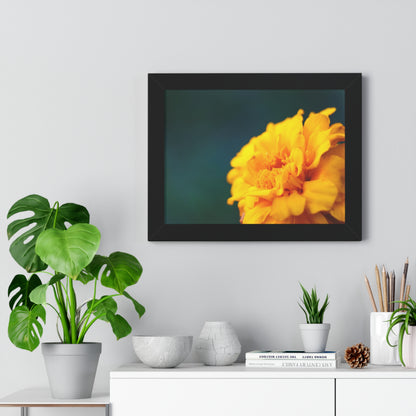 Macro Marigold Flower Framed Matte Print