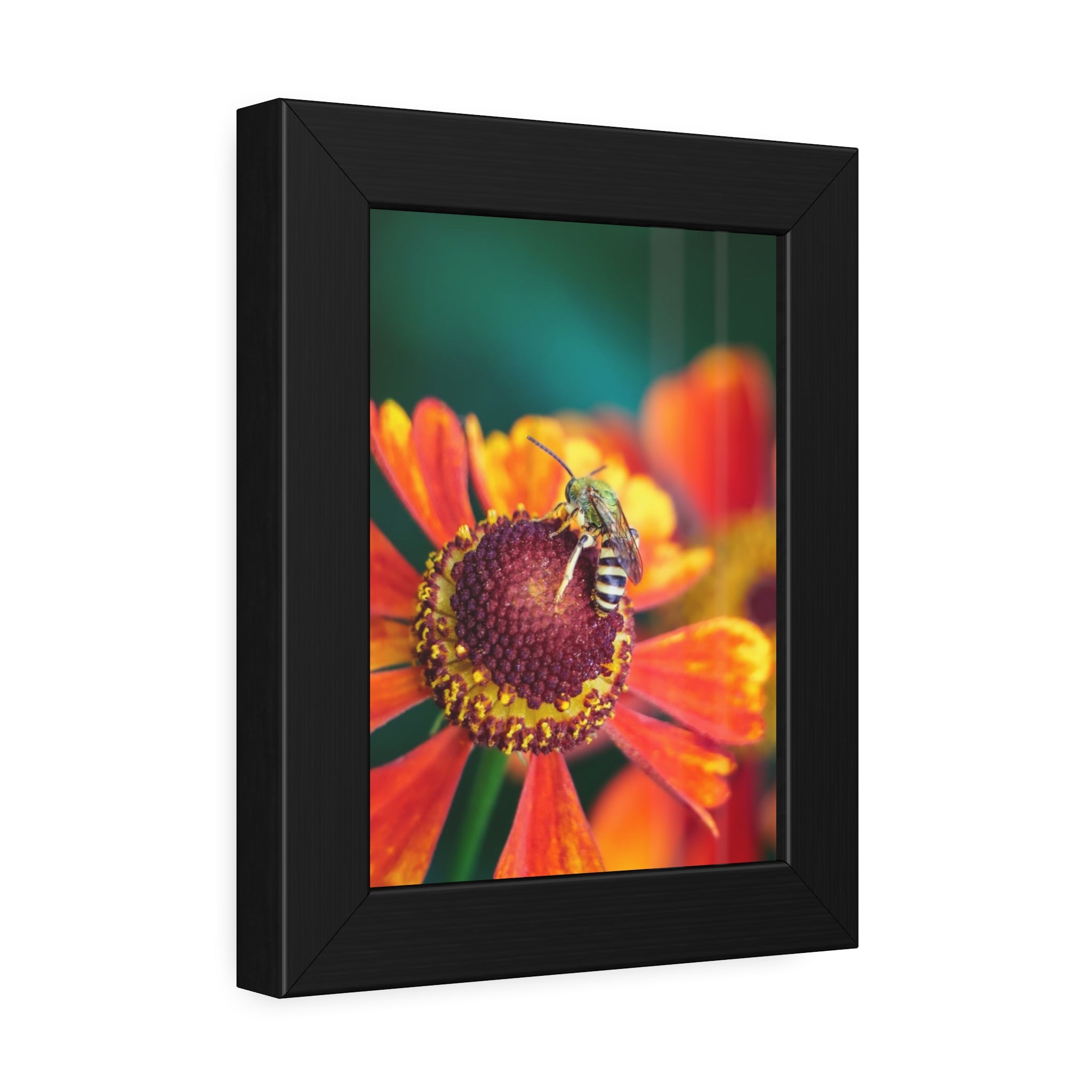 Fashionable Sweat Bee Framed Print | Nature Photography – Terra