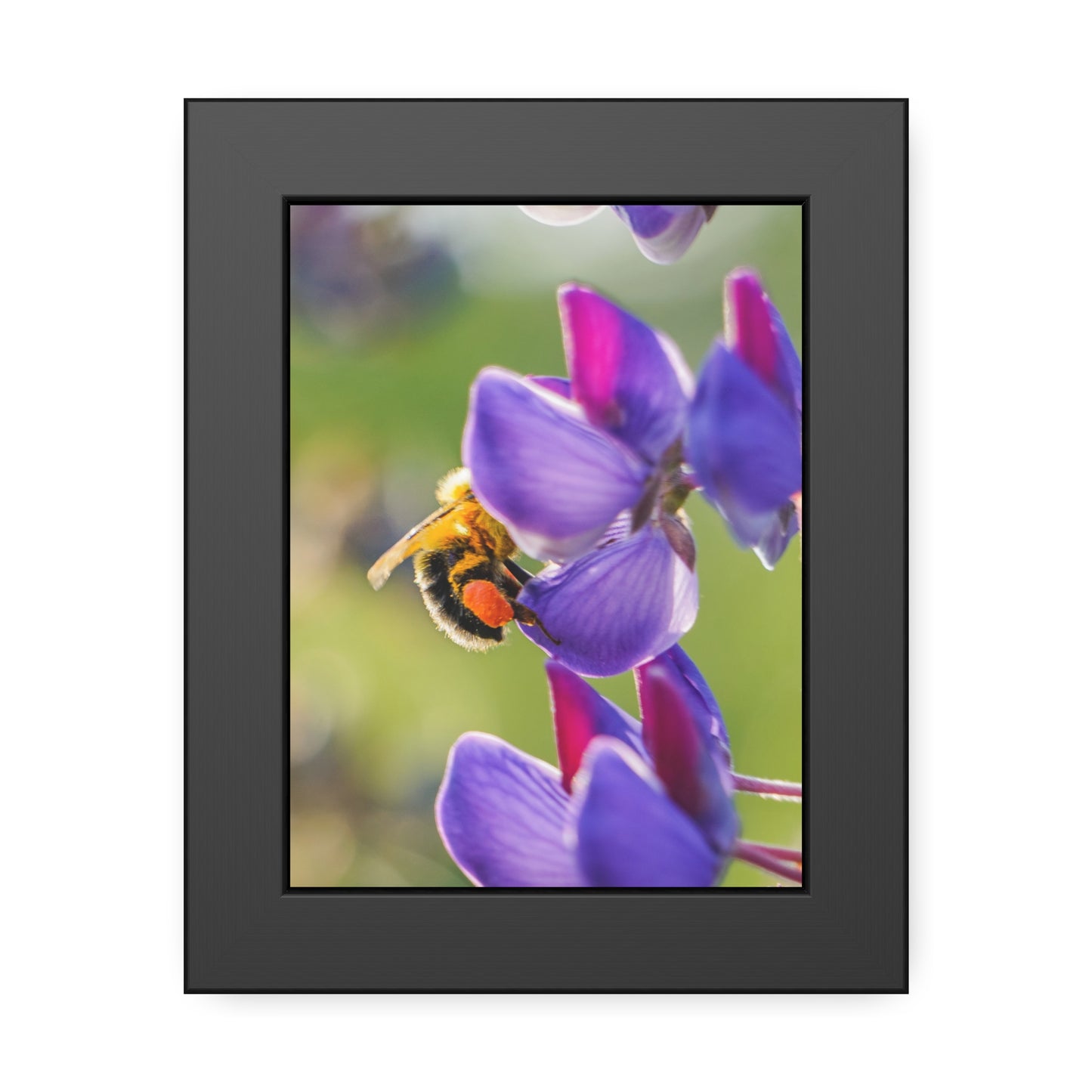 Bumble Bee Pollinates Lupine Flowers Framed Print | Nature Photography