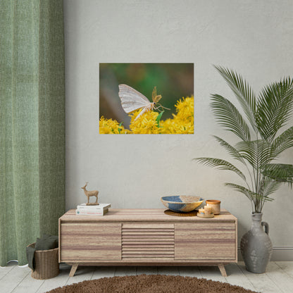 Curious Moth Fine Art Print