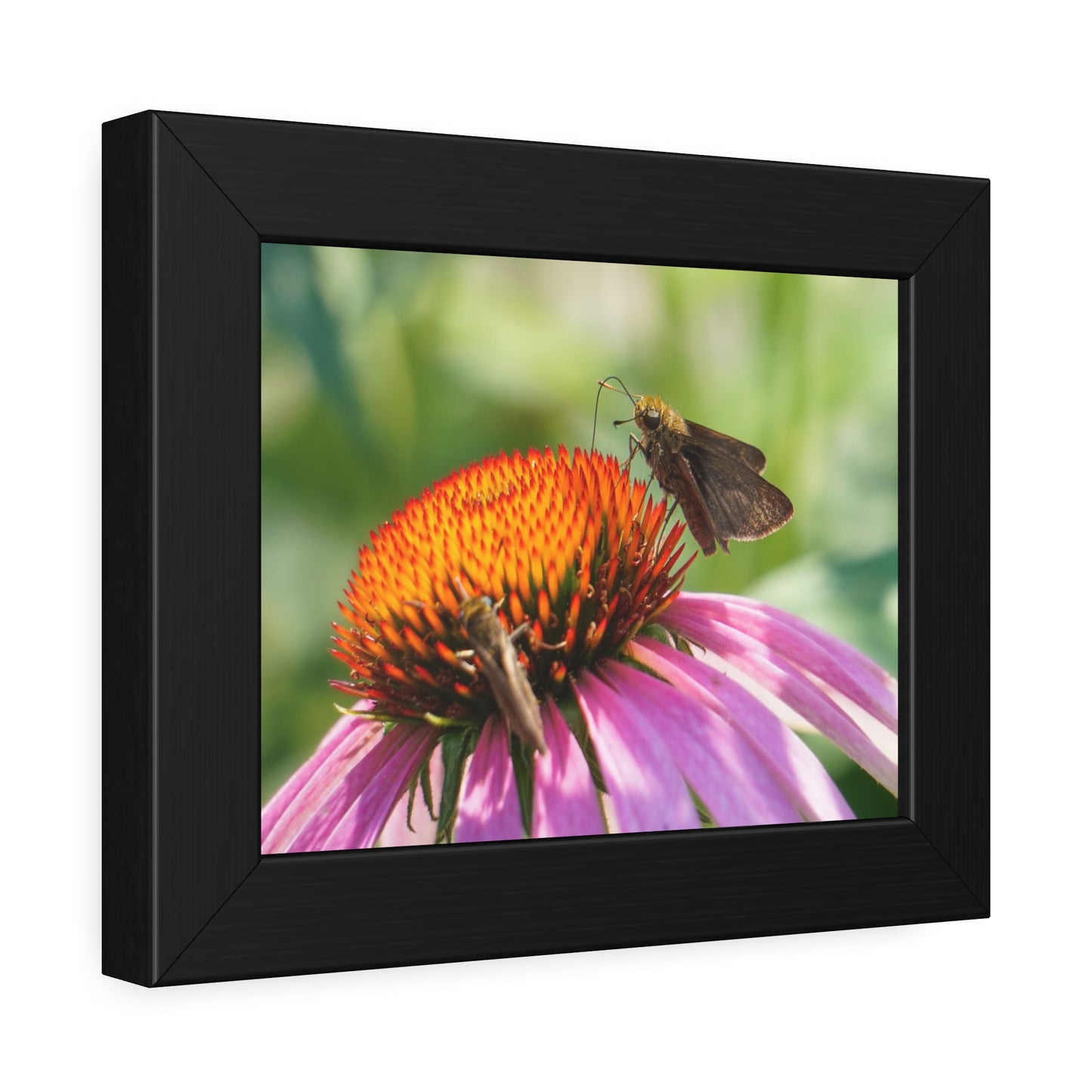 Little Glassywing Butterfly Framed Print | Nature Photography